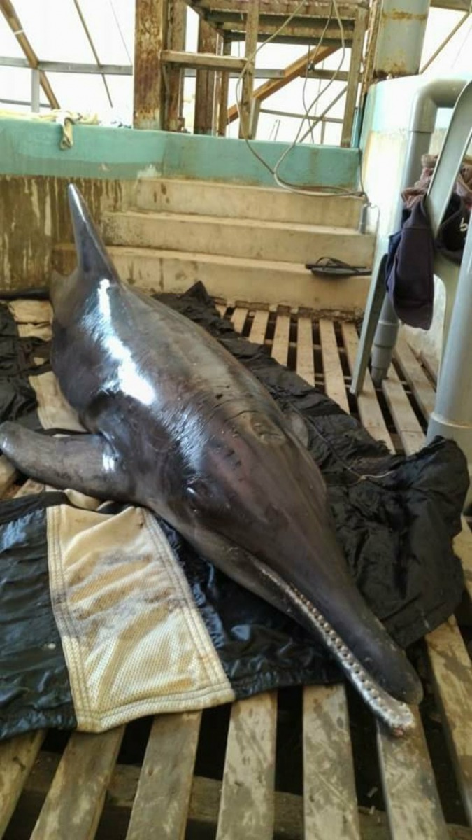 海豚是十分敏感的生物，可能因情緒緊張造成緊迫甚至閉氣，進而影響健康與生存。圖為此次事件中的雌性小海豚。成大海洋生物及鯨豚研究中心/提供