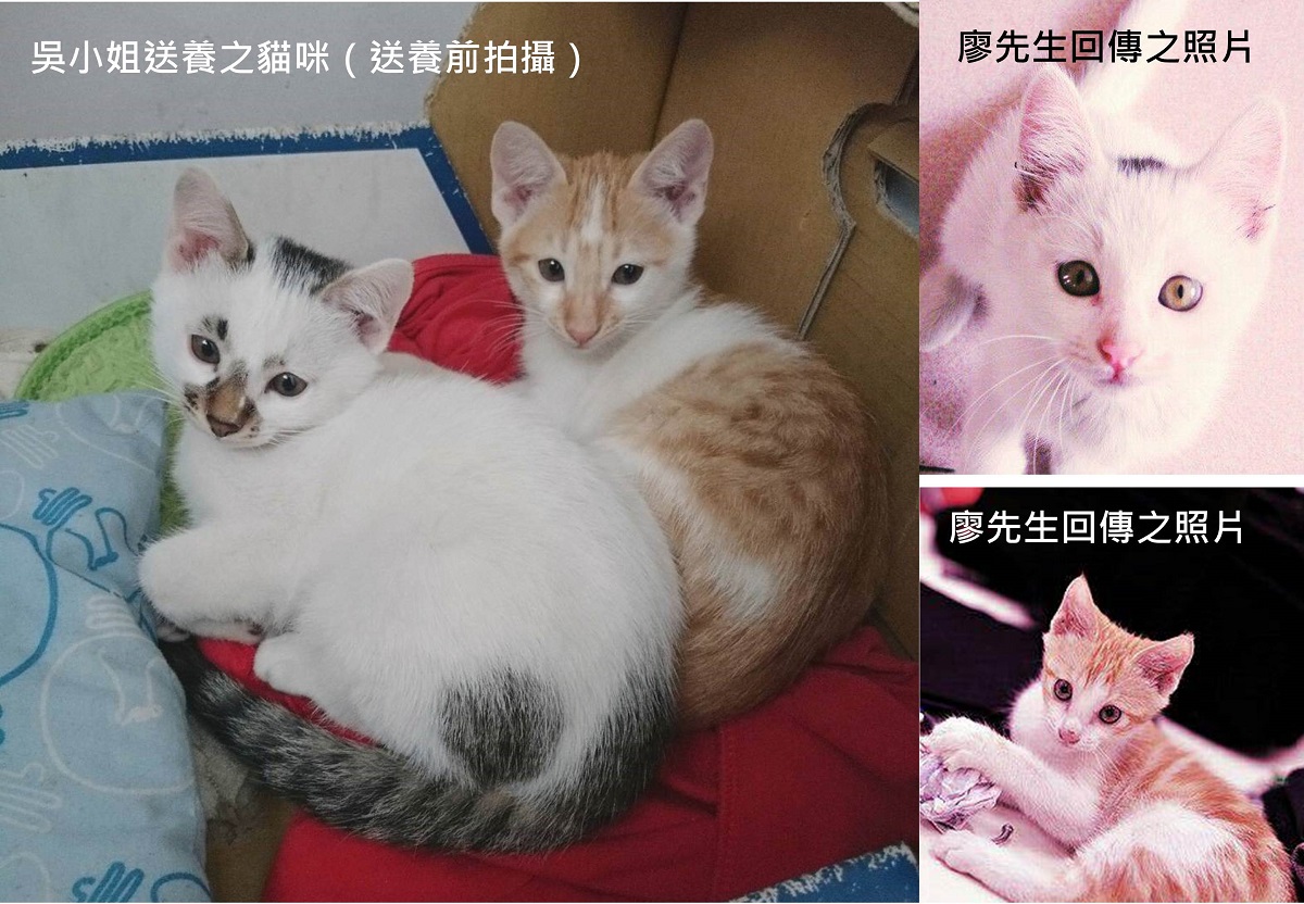 吳小姐也於11月底送養了2隻幼貓給廖先生，目前貓咪生死未卜。吳小姐/提供