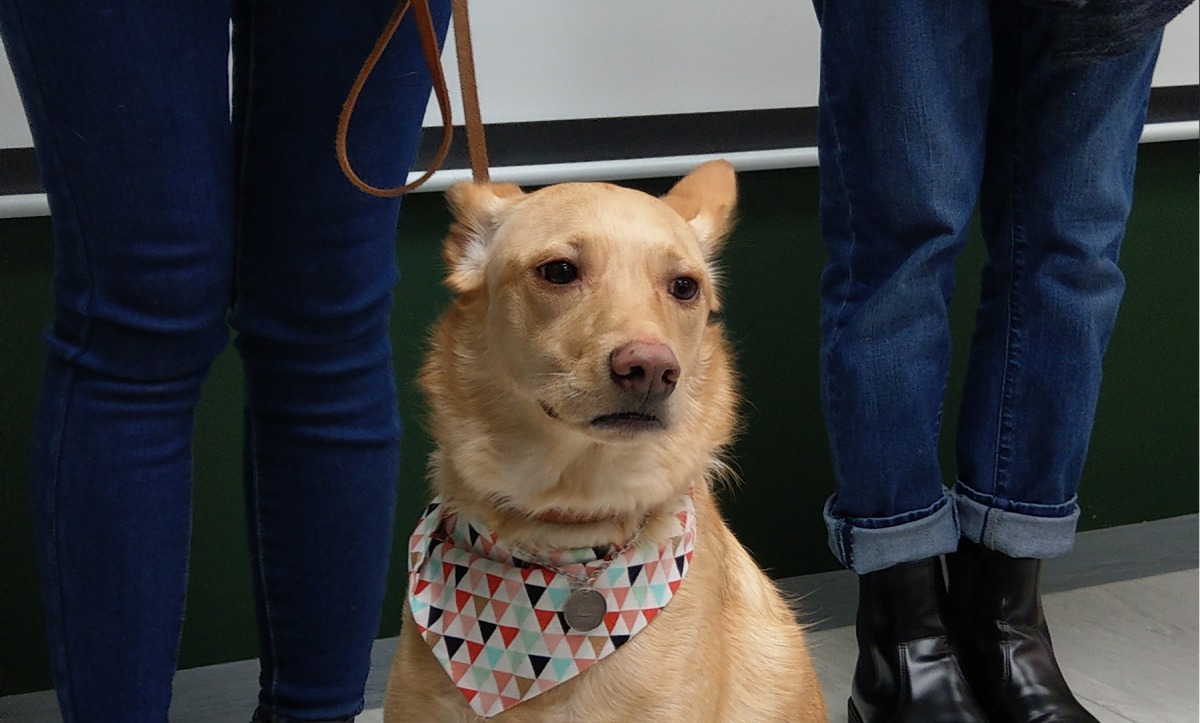 107年「臺北市貓犬學校」春季課程已開放報名囉！。資料畫面，陳璽安/攝