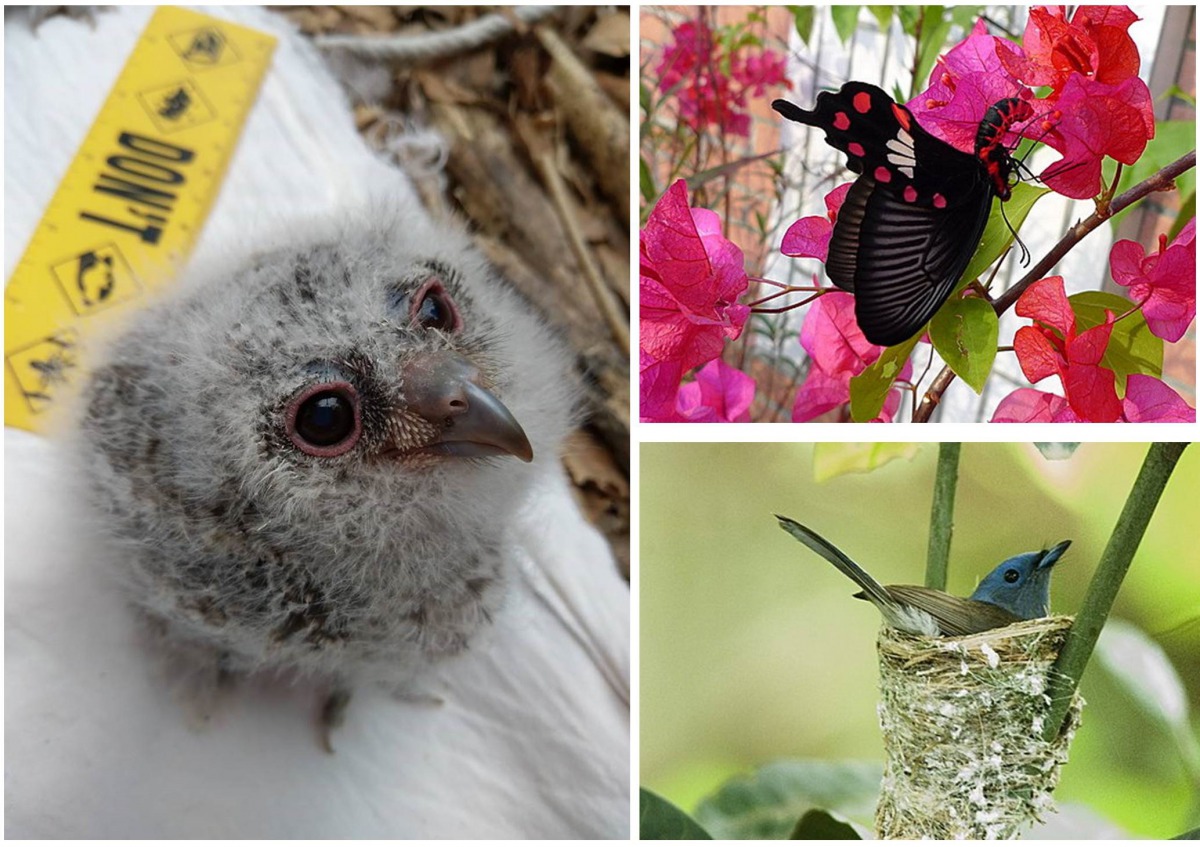 吉峰國小校園生態豐富。吉峰國小/提供