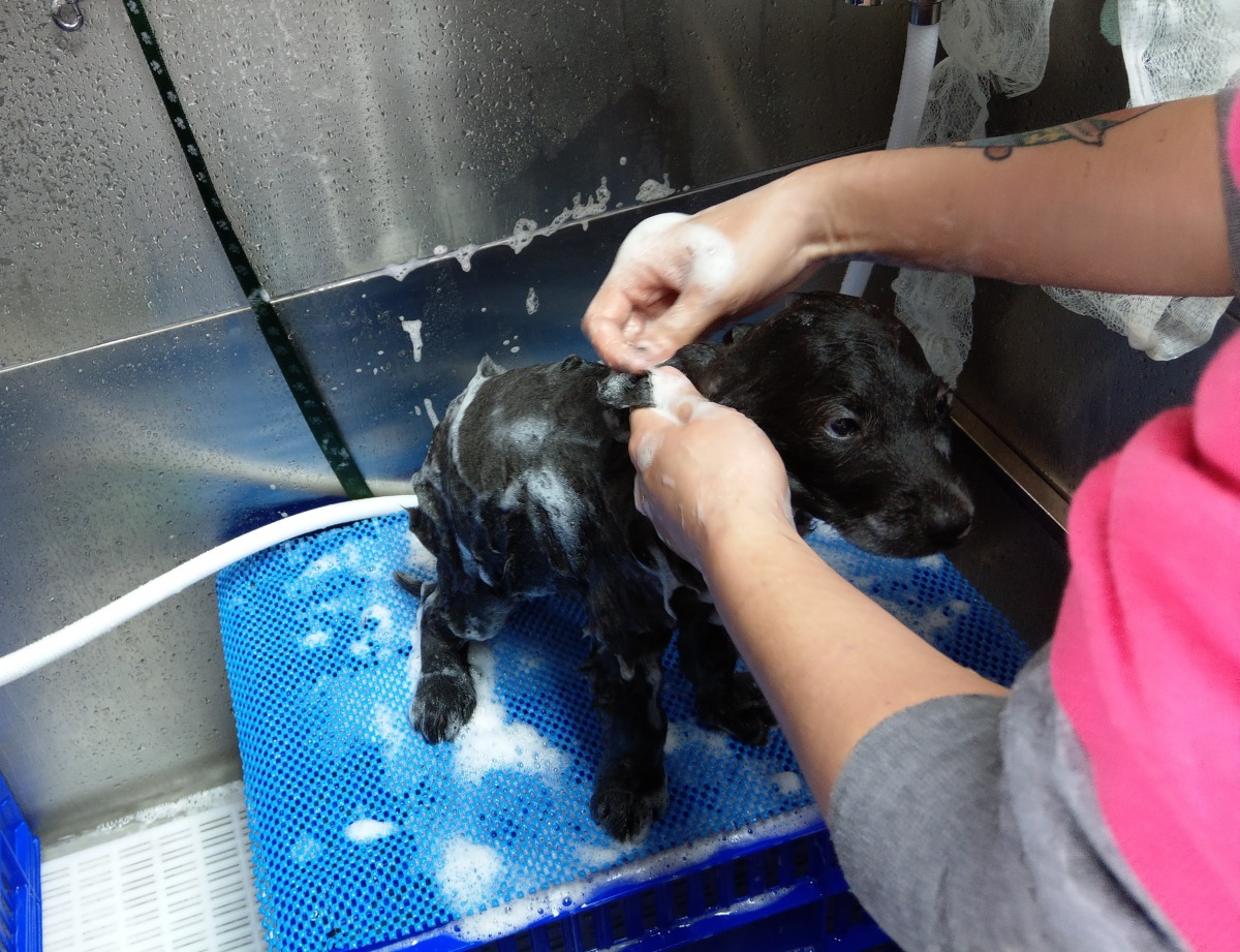 美容師細心幫毛孩清潔、按摩。陳璽安/攝