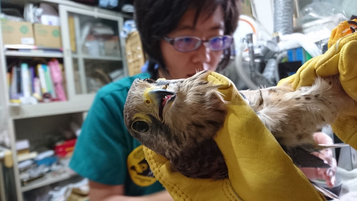 獸醫師為紅隼接羽。台灣猛禽研究會/提供