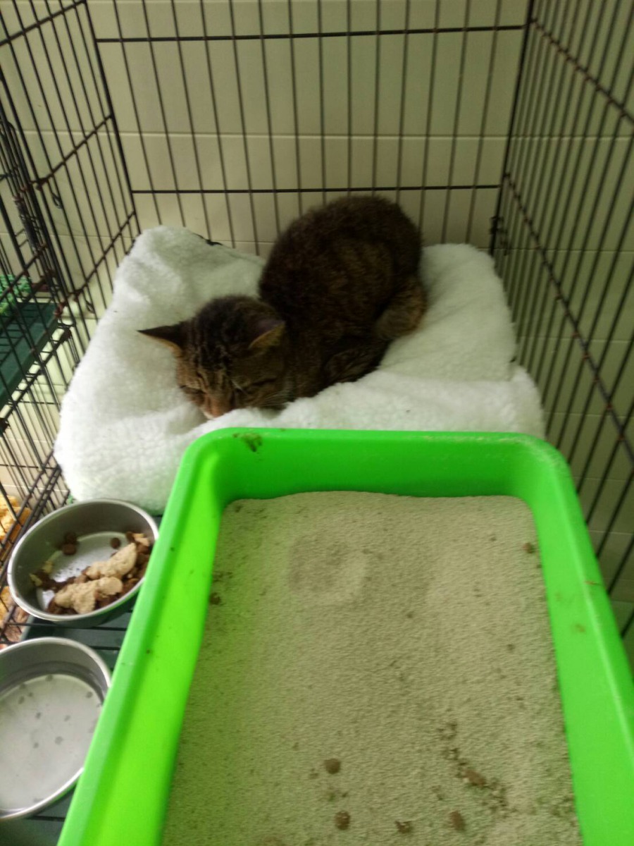 貓咪目前已由民眾認養。新北市動保處/提供