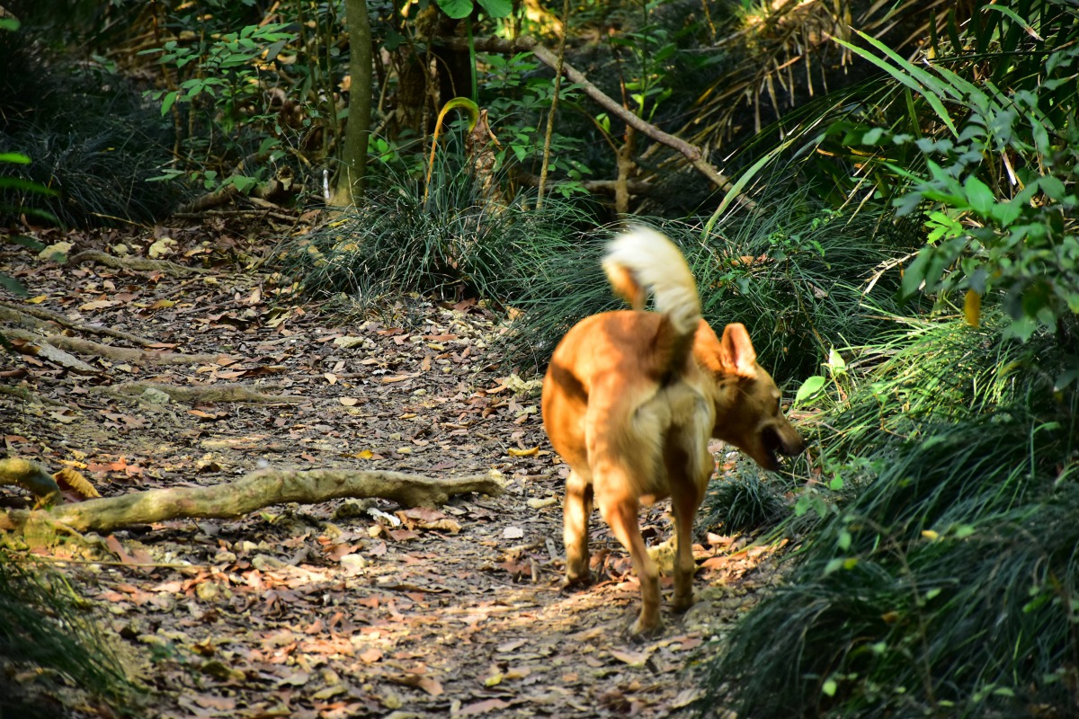 這張照片是林先生在4月14日拍攝的，經由山友指認，確認這次追擊山羌的是二黑一棕的浪犬團隊，圖為團隊中的棕狗，右耳疑似已剪耳的痕跡。林先生/提供