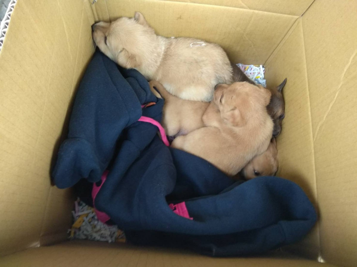 台南市動保處根據現場狀況判斷應是民眾無法照顧而棄養。台南市動保處/提供