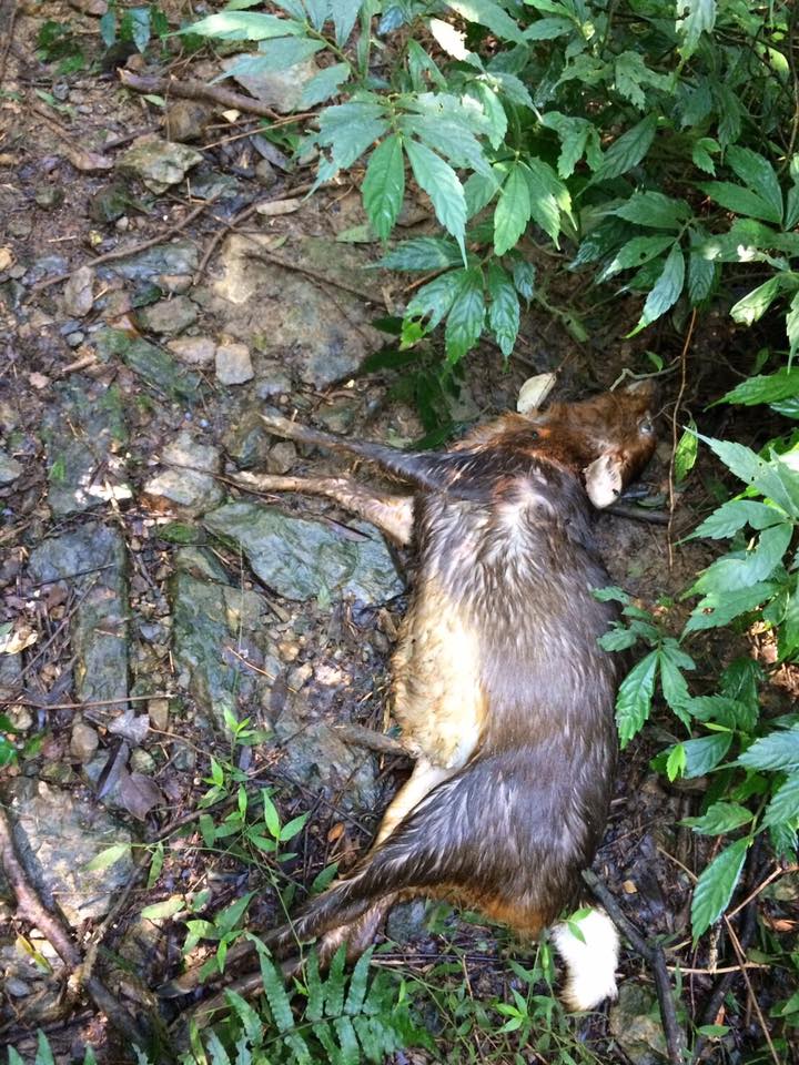 數隻山羌因不明原因死亡，已排除狂犬病。取自特生中心路殺社