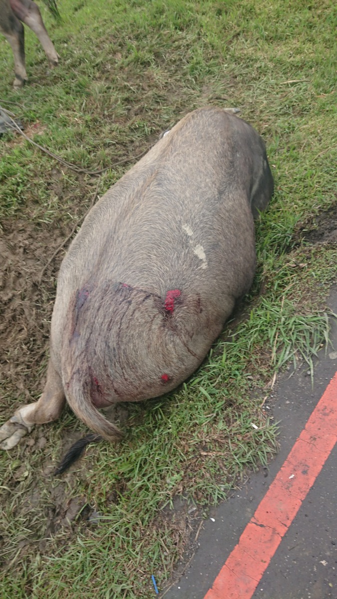 新北市鶯歌區日前發生水牛遭卡車撞傷，飼主應未善盡管領動物的責任，傷牛又傷財。新北市動保處/提供