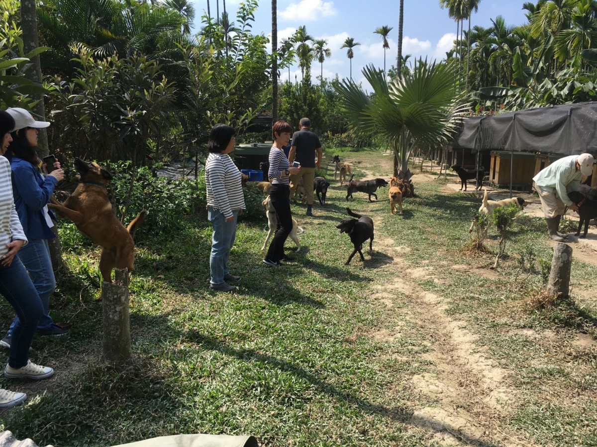 D.I.N.G.O. Japan代表團也到屏東萬巒參觀狗來富家園,家園主人李先生經營園藝事業,代養了30隻參與專案的狗狗。APA/提供