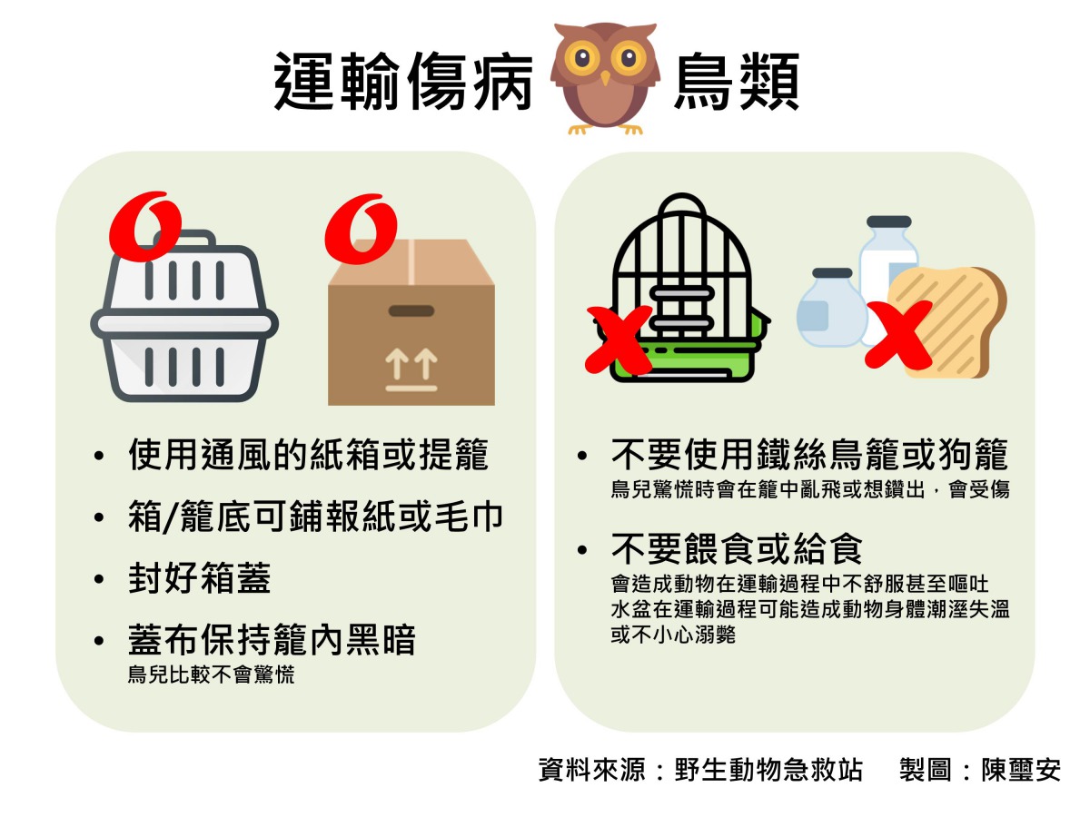 如何運輸傷病鳥類。野生動物急救站/資料來源，陳璽安/製表