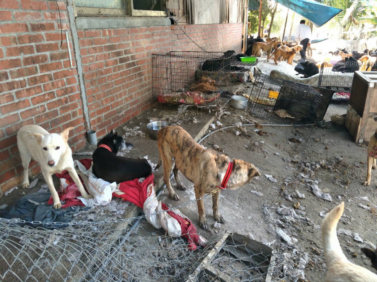 TSPCA籲南投防疫所積極主導。林品家/提供