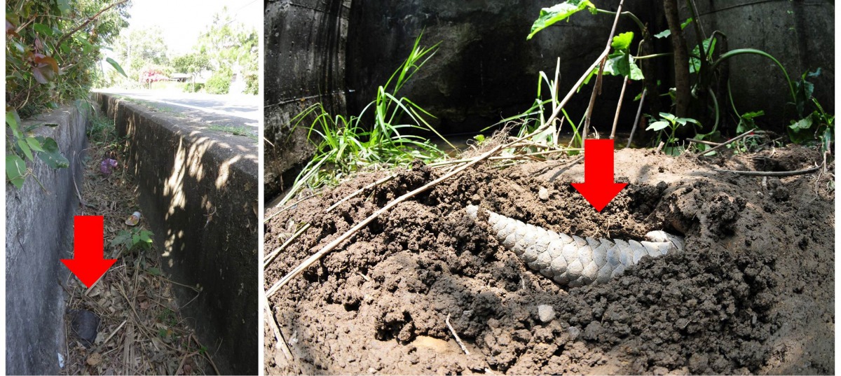 左圖中華鱉疑似困在水溝中而死，右圖為掉落水溝的穿山甲。觀察家生態顧問有限公司、野生動物追思會/提供