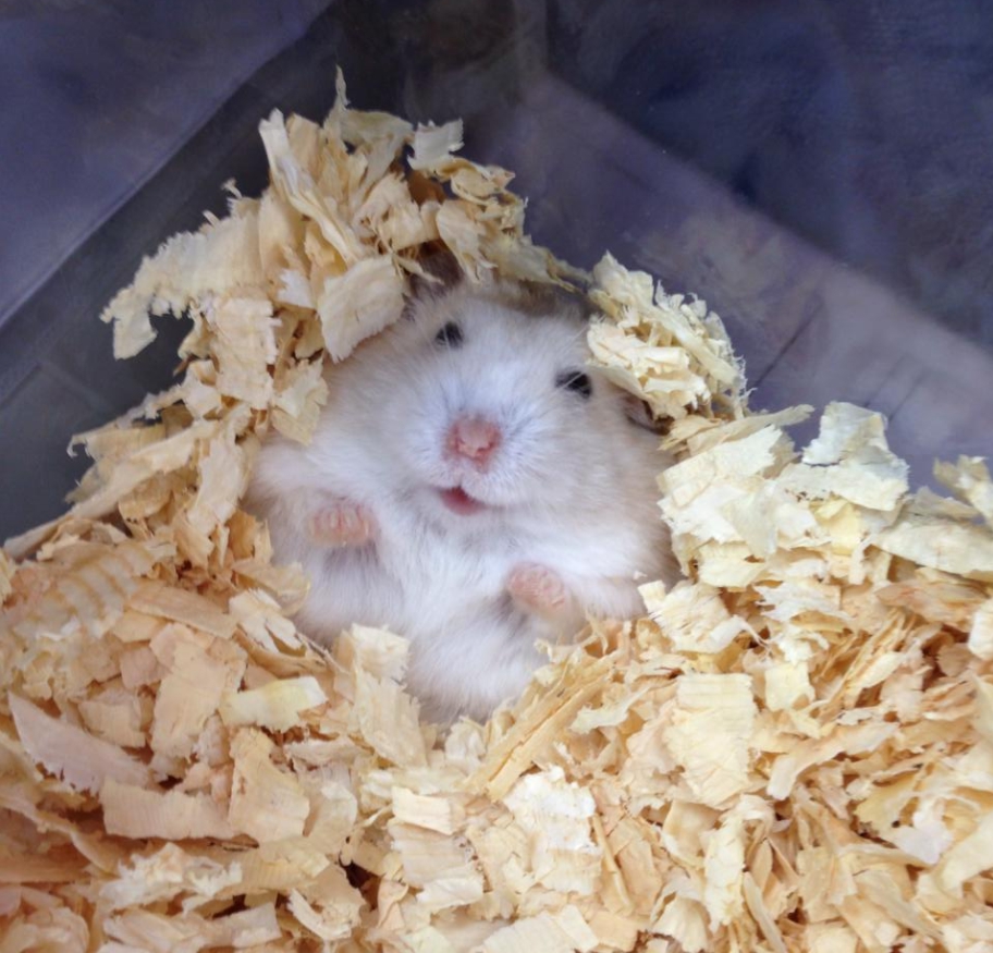 飼主可在籠子底部鋪上麥秸、乾草、鋸末或細報紙條等墊料，視情況更換。新北市動保處/提供