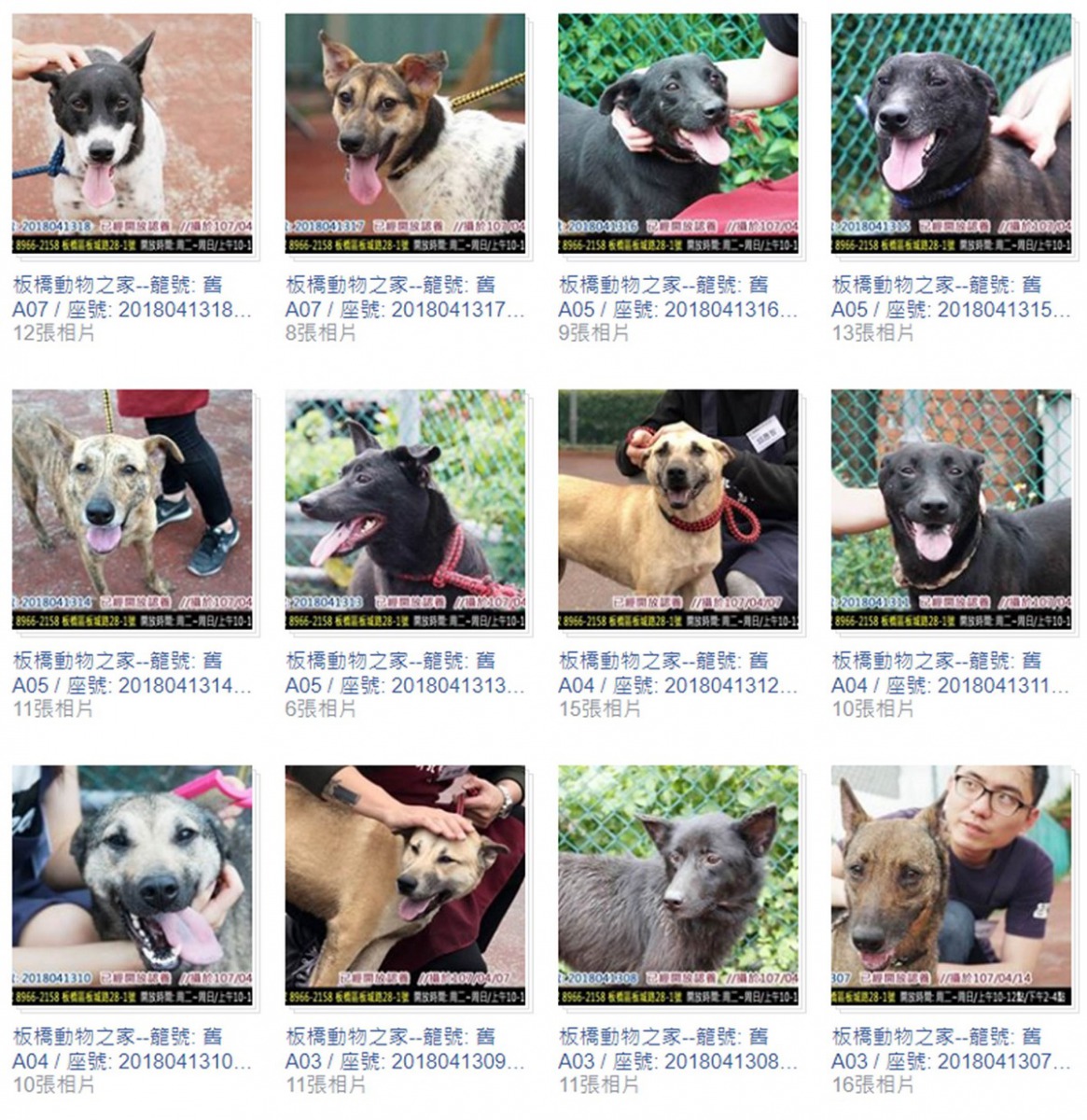 認養動物前應審慎評估自身條件。截取自「板橋動物之家_志工隊」粉絲專頁。