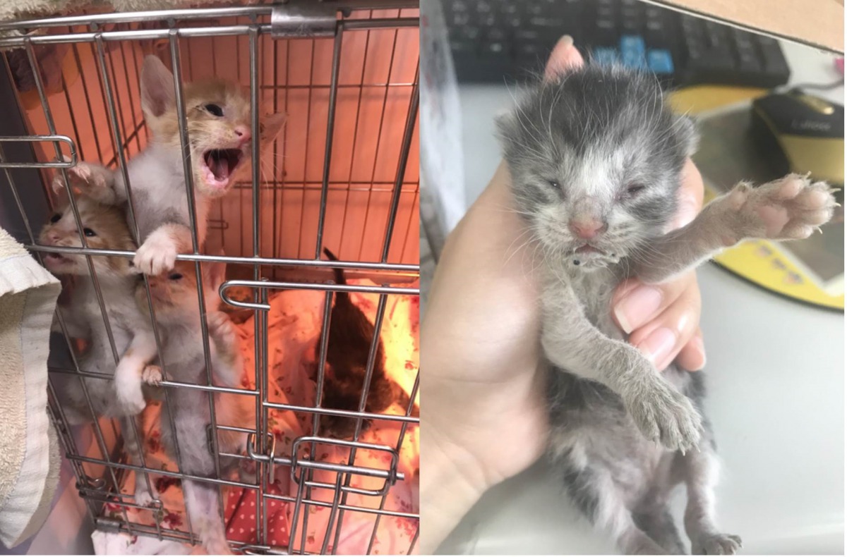 新北市動保處提醒民眾不要輕易帶走奶貓。新北市動保處/提供