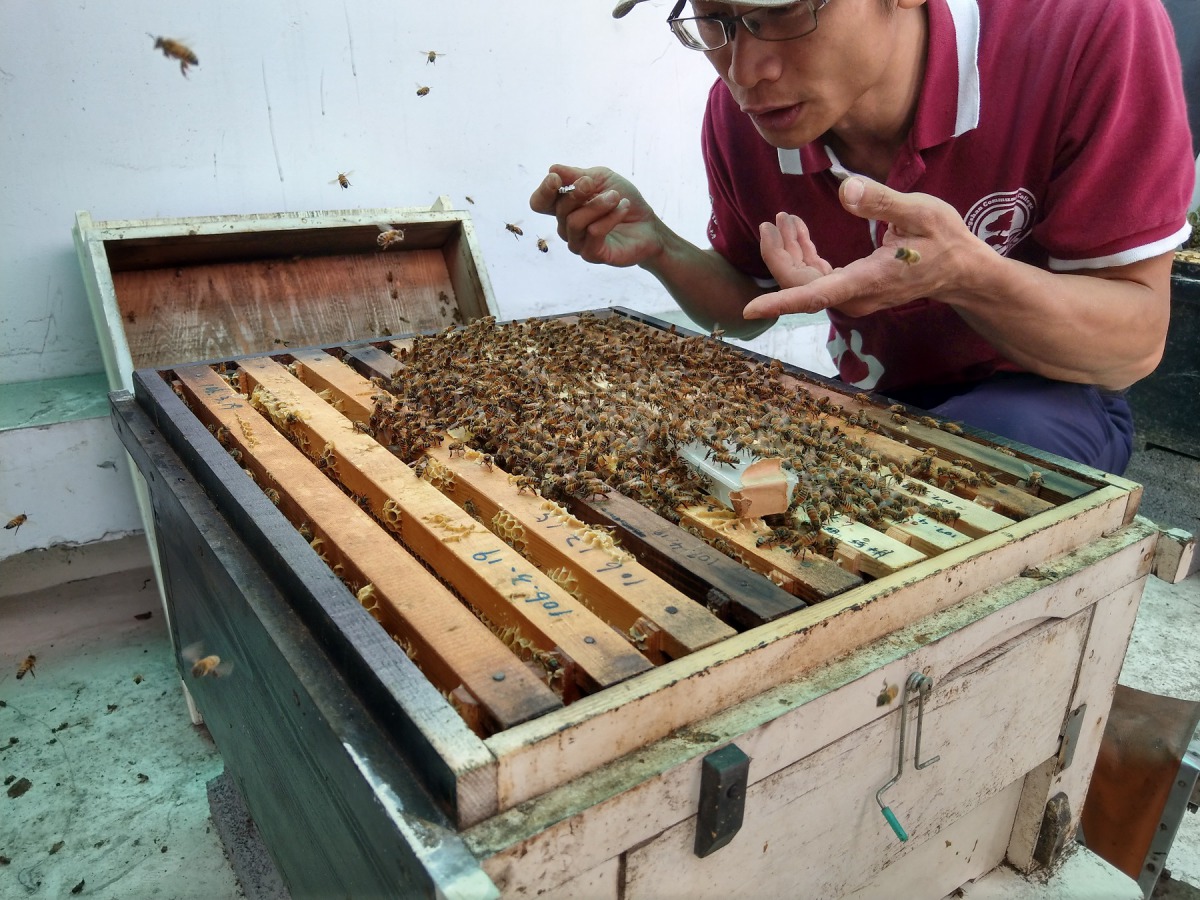 如果人們能夠瞭解蜜蜂的習性，知道如何應對牠，也就能免於沒由來的害怕。陳璽安/攝