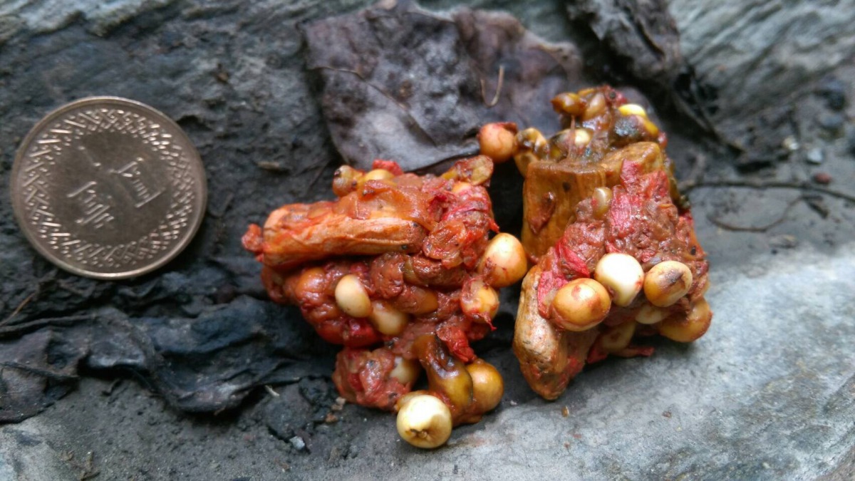 小熊的排遺中姑婆芋的種子及疑似菸蒂的物品。花蓮林管處/提供