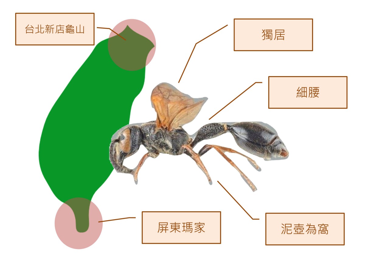 一張圖看懂台灣長腹蜾蠃。陳璽安/製圖