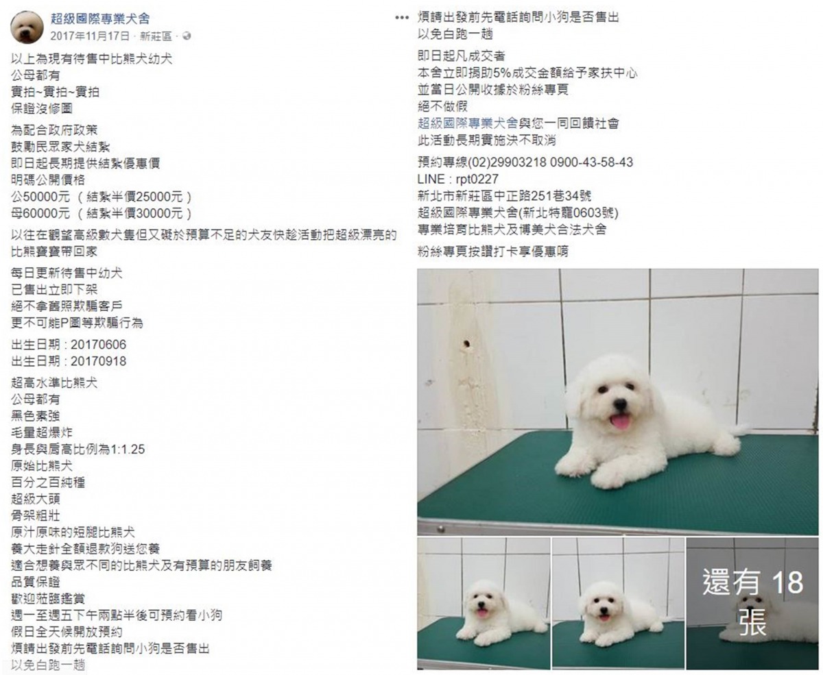林姓業者透過臉書賣狗，宣稱「原始比熊犬」、「百分之百純種」。截取自「超級國際專業犬舍」粉絲專頁