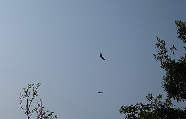 猛禽翱翔天空。新北市動保處提供