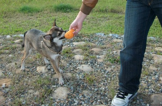 活潑好動的「黑鳥」喜歡玩球。新北市動保處/提供