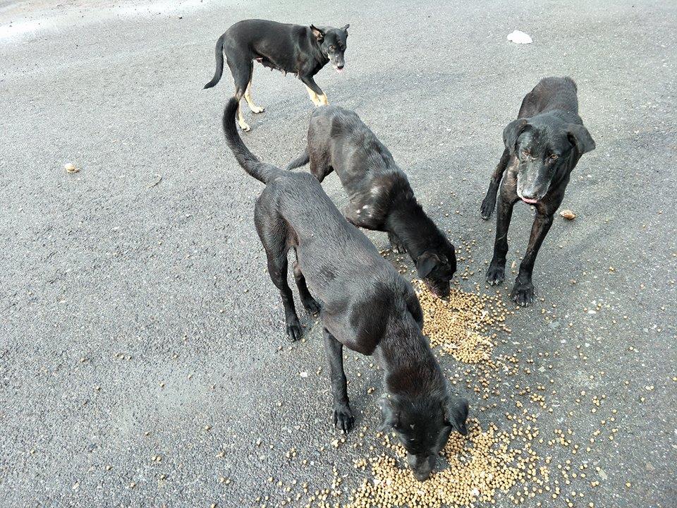 圖中最右邊的黑狗即是日前受重傷的黑黑，雖然還須觀察，但已恢復活力。呂小姐/提供