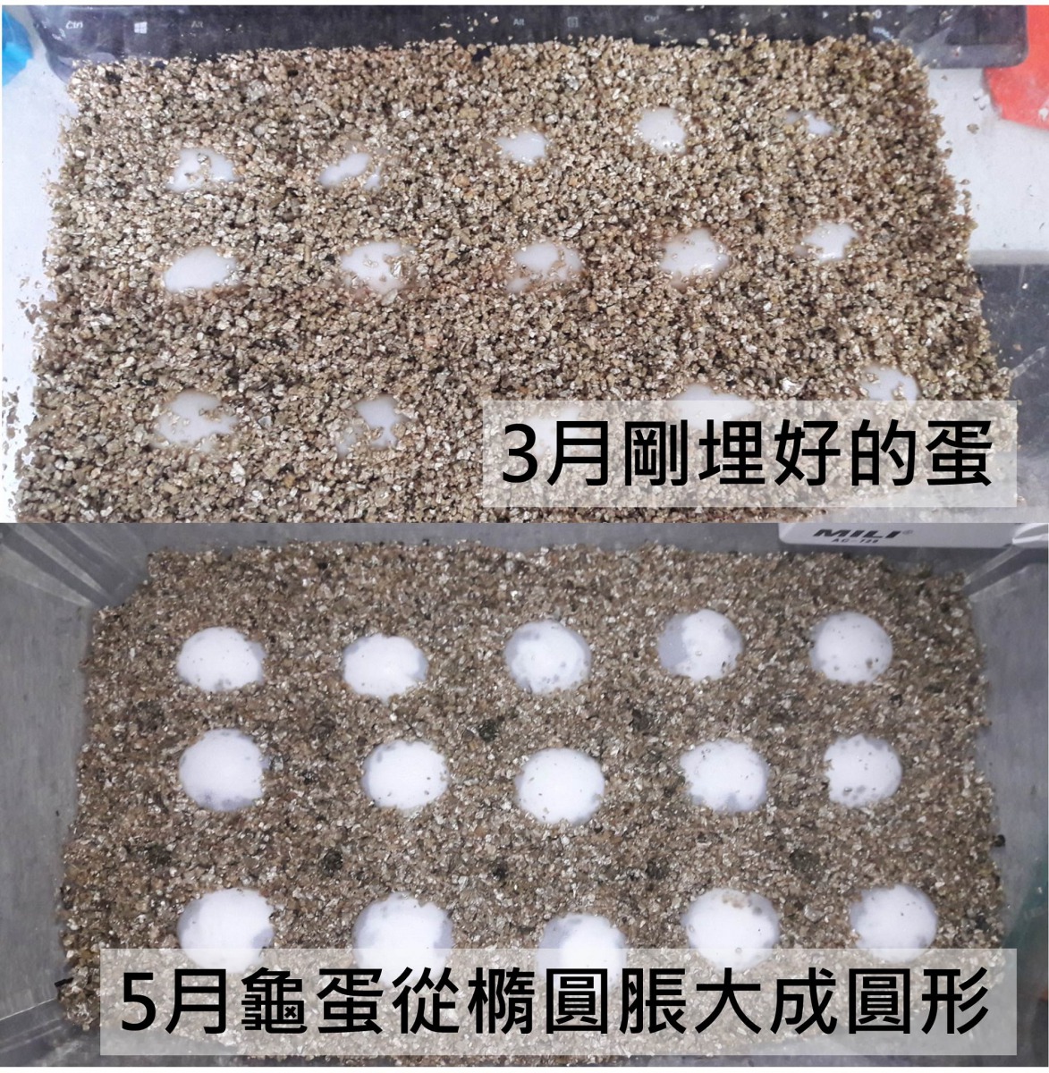 志工向花草社要了具有飽水性的蛭石，將15個蛋埋在其中，並按照專家的指示調整含水量，期待能夠看到奇蹟。志工/提供