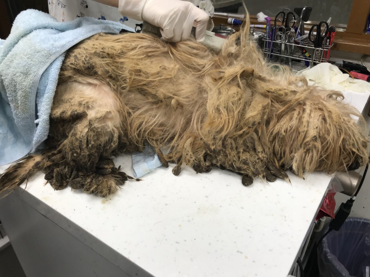 這些狗健康狀況尚可，但皆未結紮，毛髮嚴重打結、沾黏排泄物，犬隻也有指甲過長甚至倒插等狀況，顯示這些狗長期缺乏妥善照顧。新北市動保處/提供