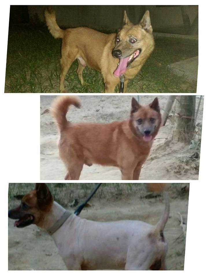 「大富」有重聽,走失當天才剛剃完毛沒多久,目前嘴部受傷嚴重,急需救醫,盼好心人能助牠回家。吳小姐/提供