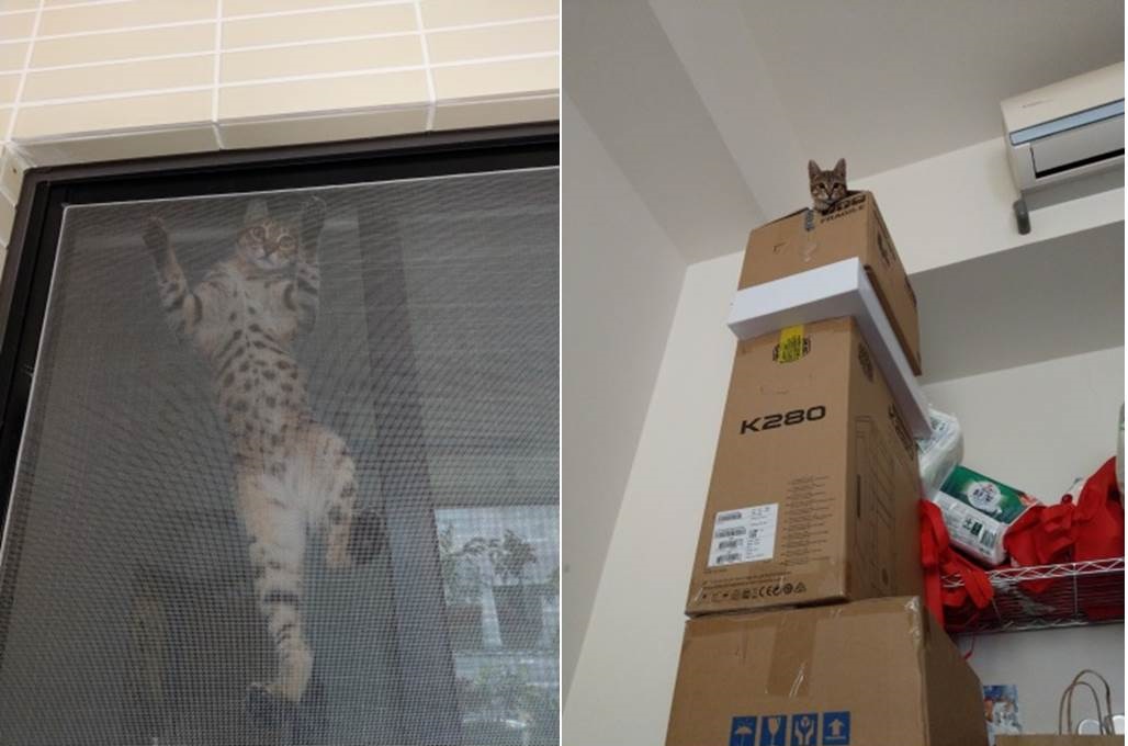 米糕跟其它貓咪一樣喜歡待在高處、到處攀爬。新北市動保處/提供