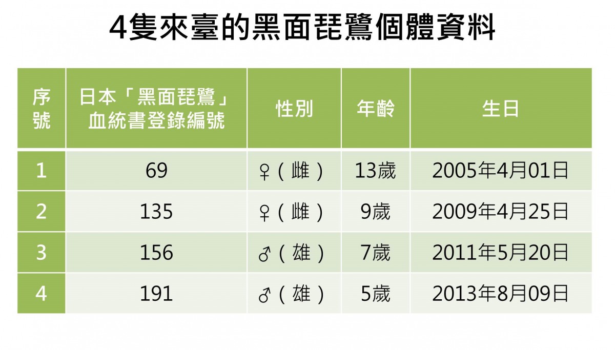 4隻來臺的黑面琵鷺個體資料