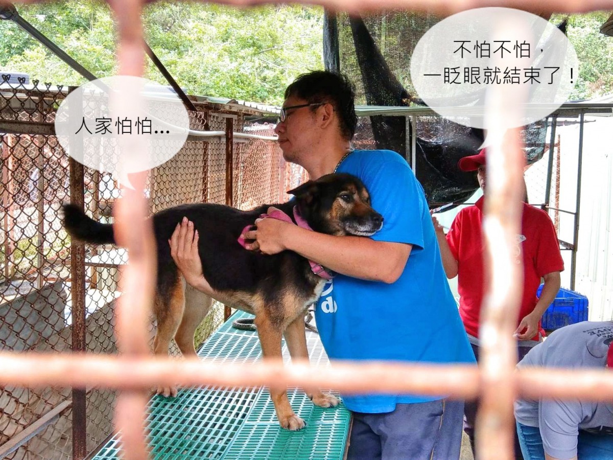 打針任務之所以能夠迅速又順利地完成，也有賴於工作人員平日與狗狗們建立的感情基礎。陳璽安/攝