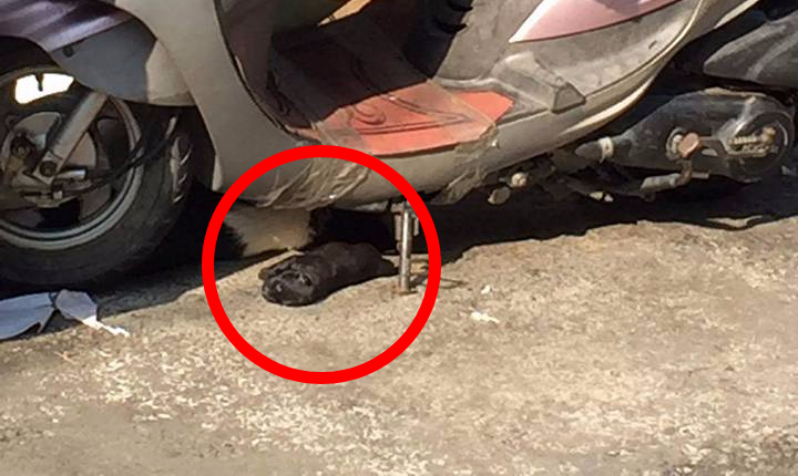 志工到場時幼犬已死亡，但動保處接手後幼犬屍體已腐敗，無法判斷死因。陳小姐/提供