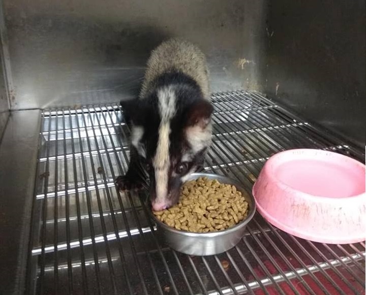 經過一個月的休養,白鼻心的傷口癒合,食欲大增,也逐漸恢復健康。新北市動保處/提供