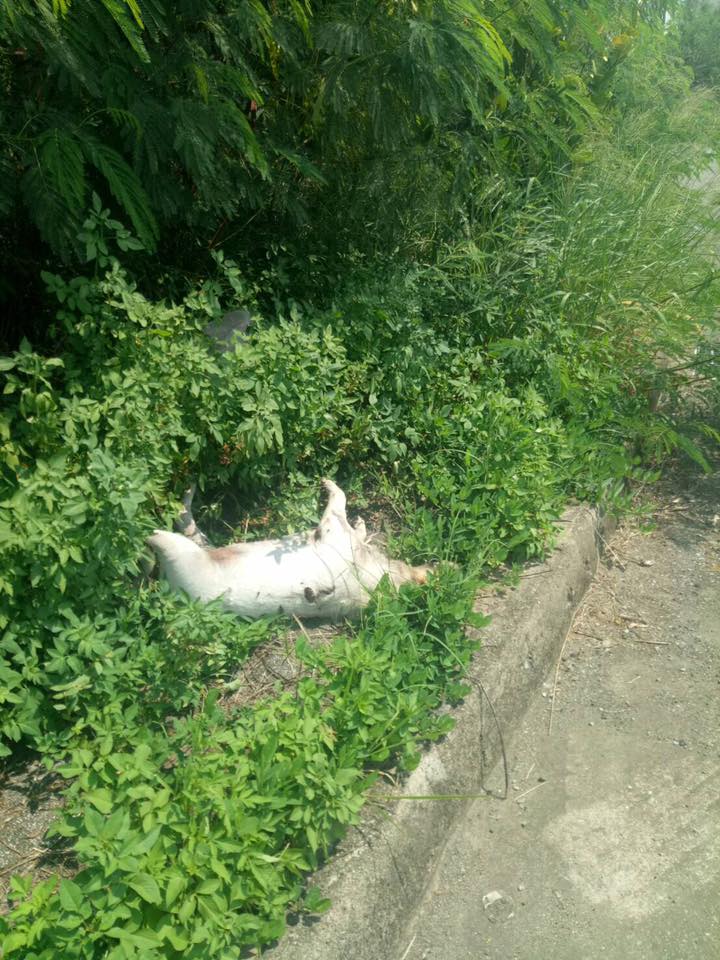 9/19發現的屍體是一隻名叫阿肥的浪狗，不久前才被志工抓紮放回。黃小姐/提供