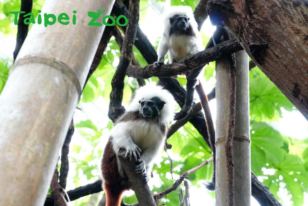 「阿金」會將好吃的食物讓給「小白」。台北市立動物園/提供