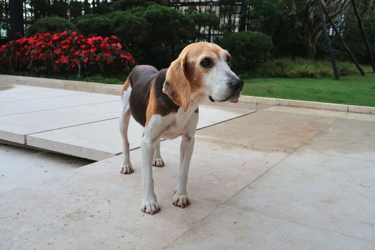 這是動社會2013年救出的實驗犬艾瑞克近照，在認養人的照顧下現在過著健康快樂的生活。台灣動物社會研究會