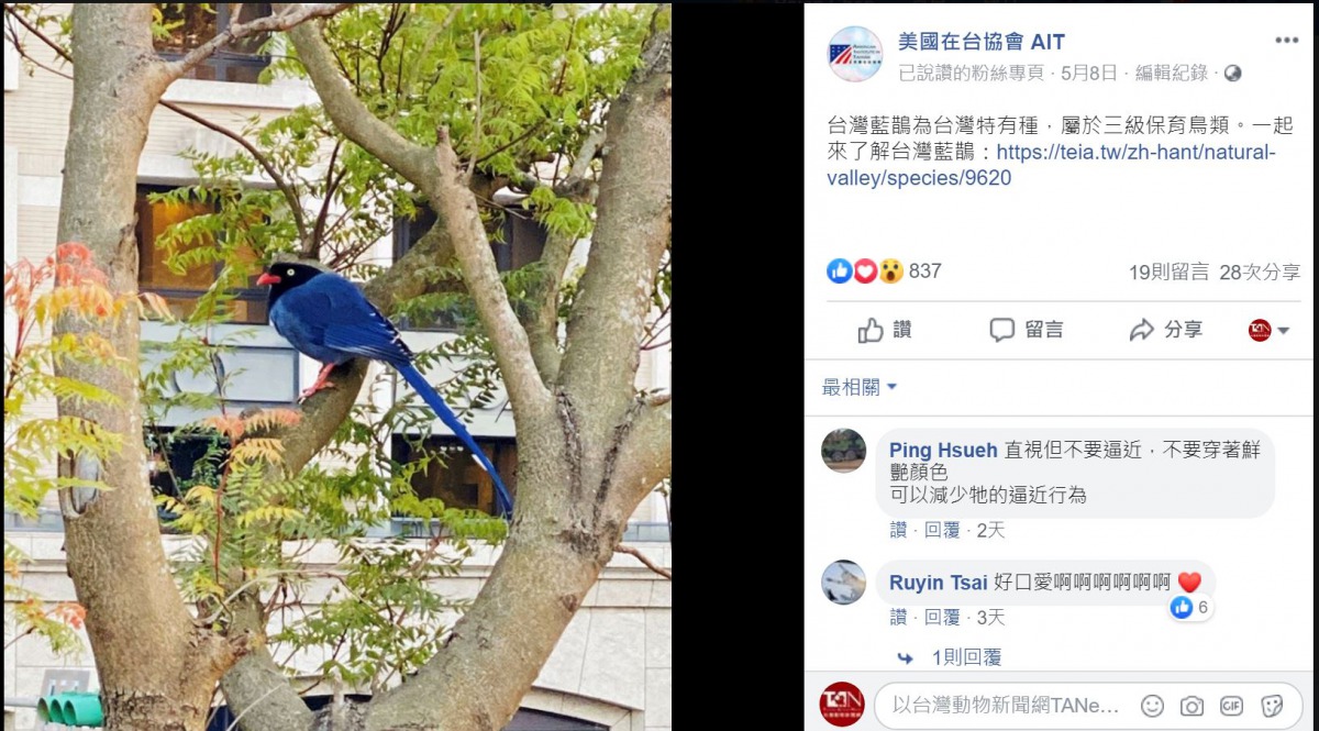 美國在台協會在臉書邀請民眾認識台灣藍鵲。翻攝自美國在台協會粉絲專頁