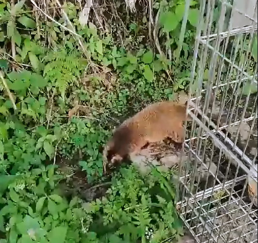 白鼻心已恢復野性順利野放。新北市動保處/提供