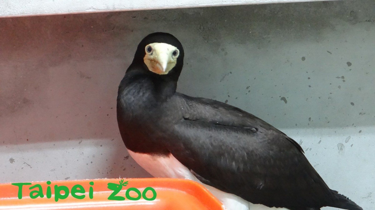 白腹鰹鳥雌鳥除了傷翅骨折，還有貧血和血中總蛋白濃度偏低的現象。台北市立動物園/提供