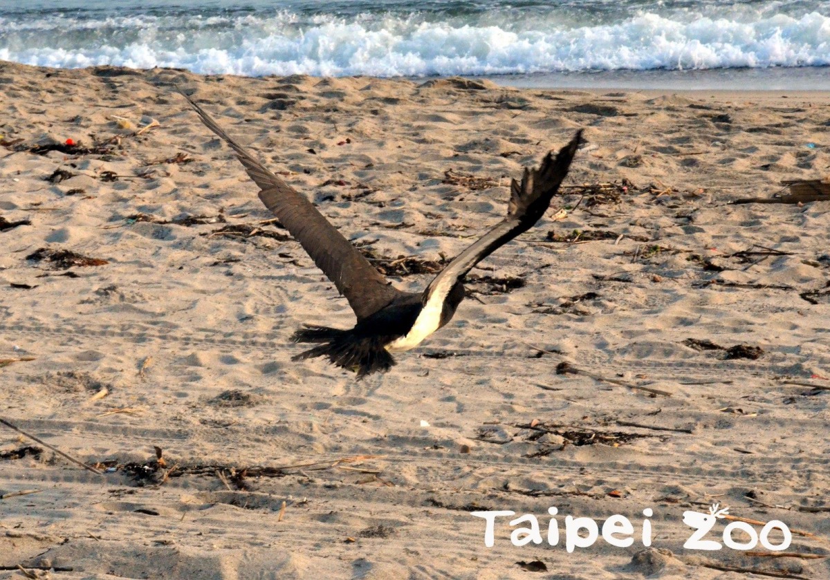 白腹鰹鳥「妹妹頭」奮力振翅衝向大海，乘著海風回到熟悉的環境。台北市立動物園/提供
