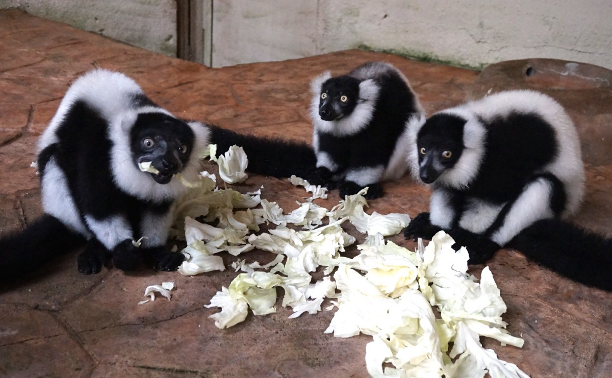 白頸狐猴媽媽(左)和「依斯(右)」、「依特(中)」較強勢,因此每到用餐時間,都能優先挑選愛吃的食物。台北市立動物園/提供