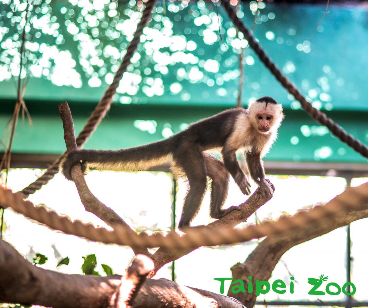 白面捲尾猴的尾巴具有捲握的能力。台北市立動物園/提供
