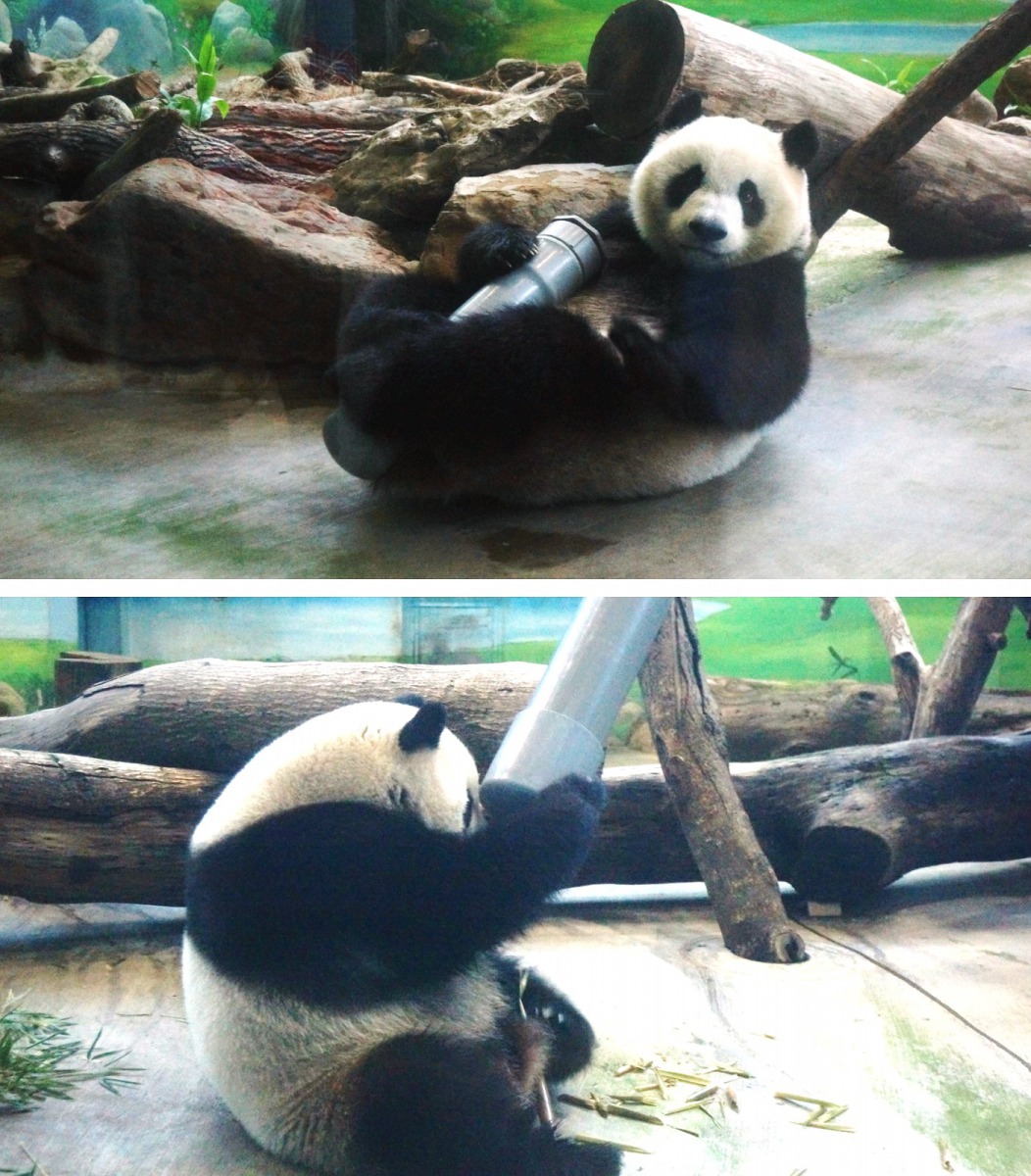 伴隨「圓仔」的成長,保育員總會絞盡腦汁,為她設計出符合不同成長階段的行為豐富化設施。台北市立動物園/提供