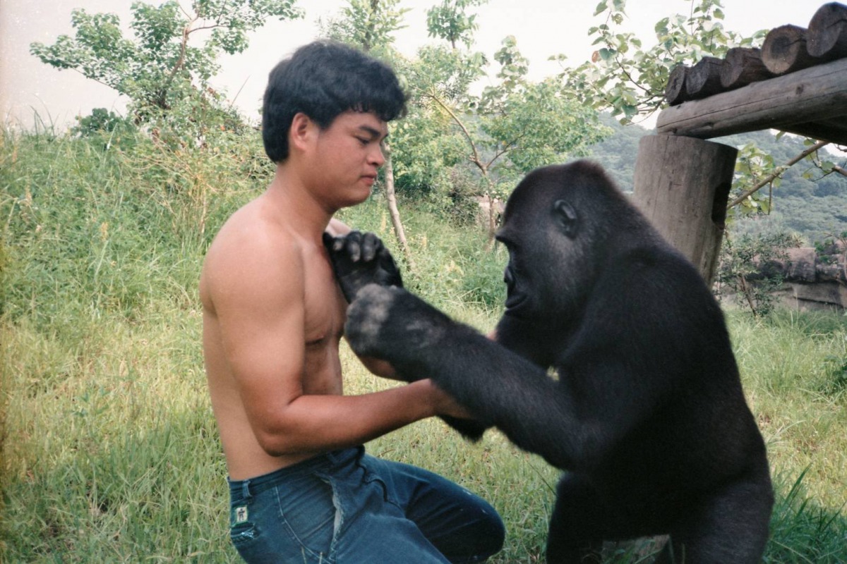 「寶寶」愛拉保育員們的衣服,而且經常是非把衣服給扯下來才肯罷休。台北市立動物園/提供
