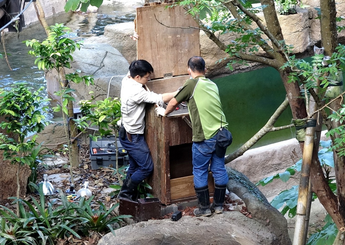 保育員化身為木工師傅,為二趾樹獺組裝巢箱。台北市立動物園/提供