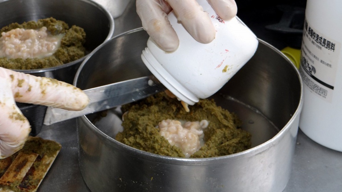 保育員混合螞蟻、水果、蜂蛹、食蟲飼料、水煮蛋、綠色蔬菜打成泥狀,並添加綜合維他命和鈣補充媽媽的月子餐。台北市立動物園/提供