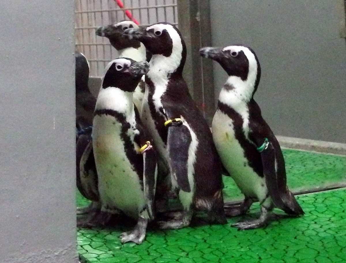 台北市立動物園在今(2019)年年初從日本上野動物園引進3隻公企鵝,保育員特地在檢疫舍中擺放鏡子,增加黑腳企鵝的安全感。台北市立動物園/提供