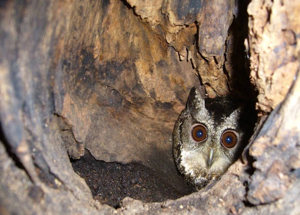 領角鴞不會築巢，以樹洞為居，但因為缺乏自然棲地，使牠們常入住工地或是其它人工建物的凹洞。曾翌碩/提供