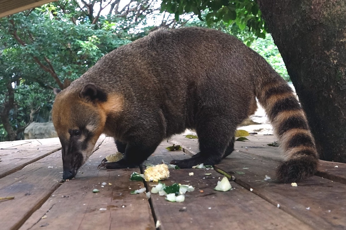 長鼻浣熊「小豬熊」開心享用早餐。台北市立動物園/提供