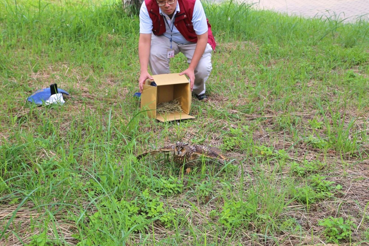 再經過醫療團隊數日的照顧,這隻長耳鴞逐漸恢復體力,經獸醫師評估後合適野放。新北市動保處/提供